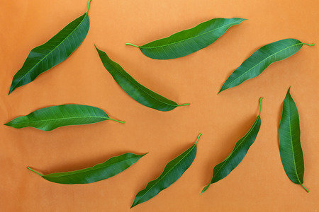 Mango leaves on colorful paper background,concept summer background and product designの写真素材