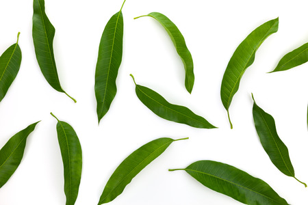 Mango leaf isolated on white backgroundの写真素材
