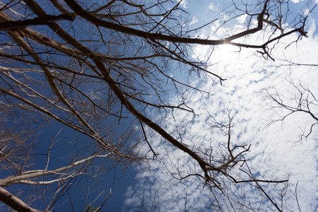 Dry tree or dead tree branches on blue sky background and sun flareの写真素材