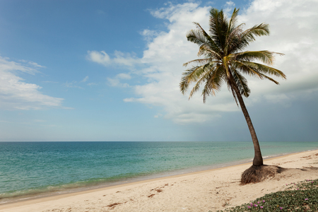 Coconut tree on the beach with Tropical sea scenery beautiful island at Phuket Thailandの写真素材