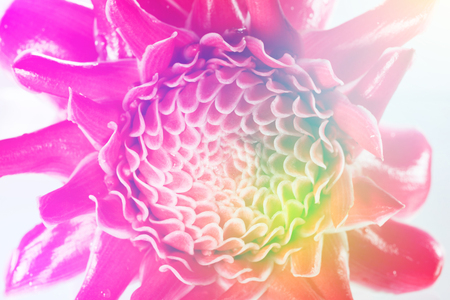 the beautiful flower petals , macro and beautiful with color filters ,for backgroundの写真素材