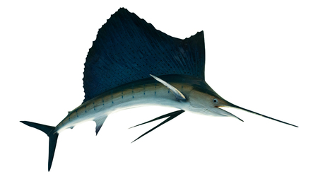 Marlin - Swordfish,Sailfish saltwater fish (Istiophorus) isolated on white backgroundの写真素材