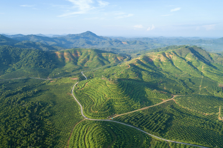 Row of palm tree plantation garden on high mountain in phang nga thailand Aerial view drone shot.の写真素材