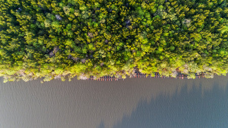 Forest growth trees,nature green mangrove forest backgrounds aerial view drone shot.