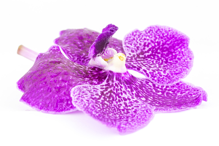 Purple orchid with water drop on white background.の写真素材