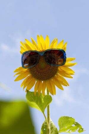 Sunflower with sunglasses,sunflower in a fields,image for nature background and summer background.の写真素材
