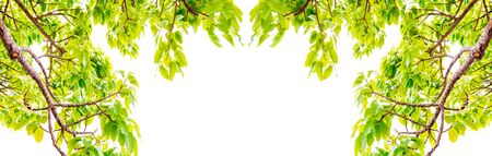 Fresh Leaves Trees branches frame beautiful green leaves isolated on white background image for summer nature background and spring nature design.の写真素材