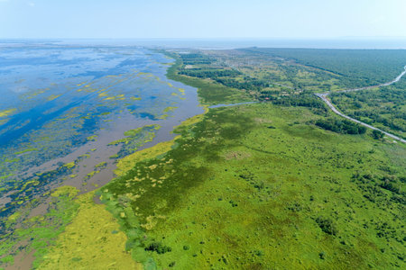 Aerial view drone shot Top down of Green forest and lake beautiful wilderness nature scenery for...