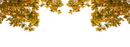 Trees branches frame beautiful autumn leaves on white background.