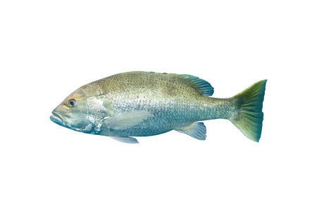 Mangrove snapper or gray snapper (Lutjanus griseus) Isolated on white background