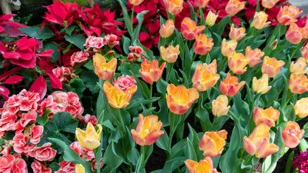 Beautiful Colorful tulips in garden nature in spring,beautiful nature background