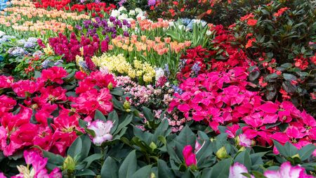Beautiful Colorful flower in garden nature in spring,beautiful nature backgroundの写真素材