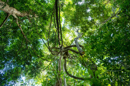 Lianas dangling and sunlight from the rainforest canopy in phuket thailand