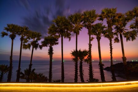 Row of coconut palm trees with beautiful dramatic sky sunset or sunrise over the tropical sea scenery of beautiful nature background in phuket thailandの写真素材