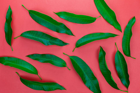 Mango leaves on colorful red paper background
