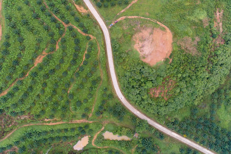 Empty curve road in Row of palm trees plantation garden on high mountain in phang nga thailand Aerial view drone High angle view Top view,Summer holiday travel image or banner.の写真素材
