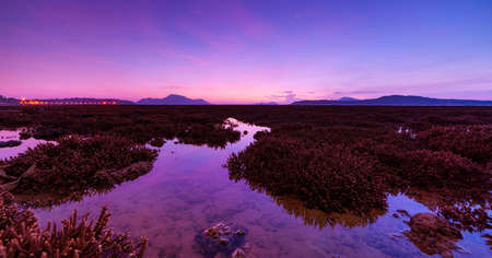 Panorama beautiful sunset or sunrise seascape amazing cloud at sunrise light above the coral reef in Rawai sea Phuket Severe low tide corals growing in the shallows.Staghorn coral.の写真素材