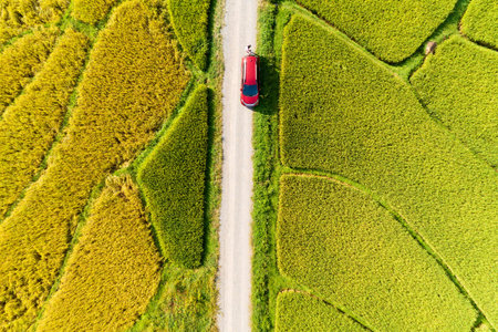 Aerial Drone Photography Top down of Red car with green and golden rice fields in Beautiful light of...