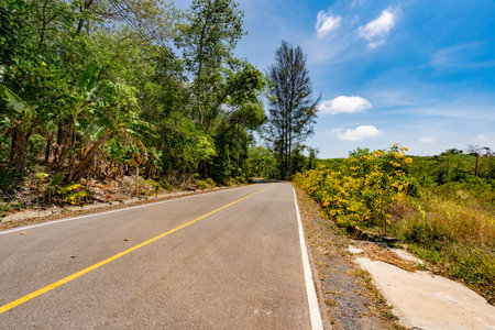 The asphalt road through the Rubber trees plantation in Summer season beautiful blue sky background...