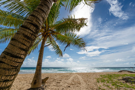 Beautiful blue sky and clouds with coconut palm trees leaves frame in tropical beaches of Phuket Thailand on a sunny summer day Nature backgroundの写真素材