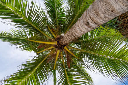 Coconut palm trees bottom view Close up bottom view of fresh leaves on a palm tree Green Leaves of coconut palms against clear skyの写真素材
