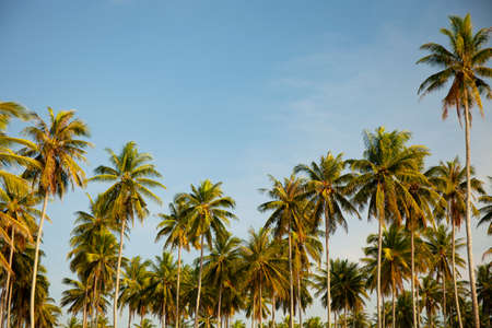 Coconut palm trees Beautiful tropical background Nature environment palm trees in Summer sunny day.の写真素材