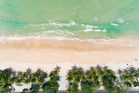 Top view coconut palm trees on the patong beach Phuket Thailand.の写真素材