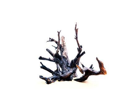 The dry tree big roots on white background.