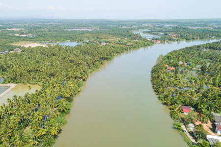Top view of coconut Palm Trees Aerial view river with beautiful palm tree forest, Ecosystem and...