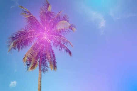 Coconut palm trees on sky background.Colorful filter style Summer season landscape nature background