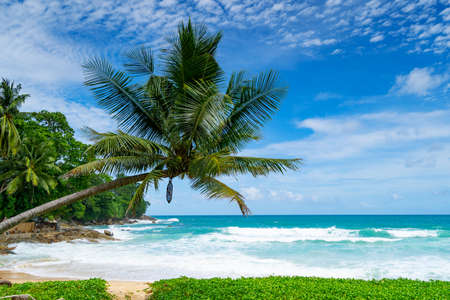 Phuket beach Summer beach with palms trees around in the beach Phuket island Thailand, Beautiful tropical beach with blue sky background in summer season Copy spaceの写真素材