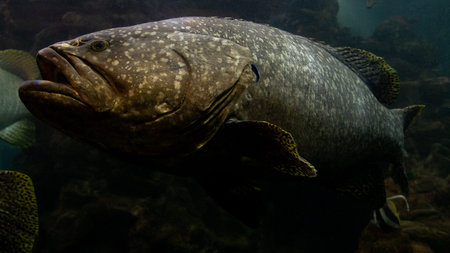 The Giant grouper fish in the dark sea