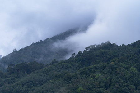 Flowing fog waves on mountain tropical rainforest,Amazing nature background with clouds and mountain...