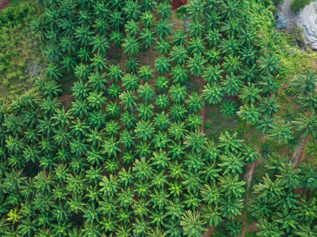 Top view aerial shot of the palm grove with green trees forest,palm grove and shadows from palm trees,Amazing nature trees backgroundの写真素材