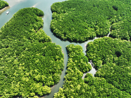 Amazing abundant mangrove forest, Aerial view of forest trees Rainforest ecosystem and healthy environment background, Texture of green trees forest top down, High angle viewの写真素材