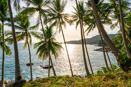 Landscape wide angle view coconut palm trees in sunset or sunrise sky over sea,Beautiful light nature seascape nature backgroundの写真素材