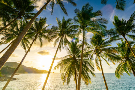 Landscape wide angle view coconut palm trees in sunset or sunrise sky over sea,Beautiful light nature seascape nature backgroundの写真素材