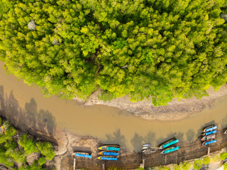 Amazing abundant mangrove forest, Aerial view of forest trees Rainforest ecosystem and healthy environment background, Texture of green trees forest top down, High angle viewの写真素材