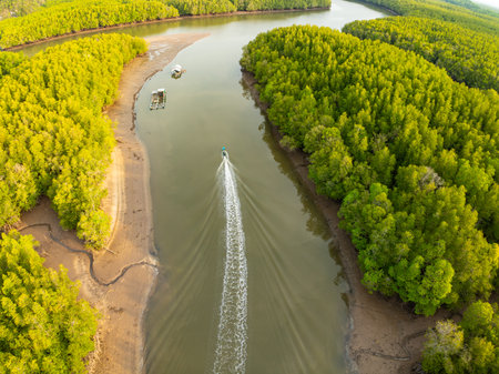 Amazing abundant mangrove forest, Aerial view of forest trees Rainforest ecosystem and healthy environment background, Texture of green trees forest top down, High angle viewの写真素材