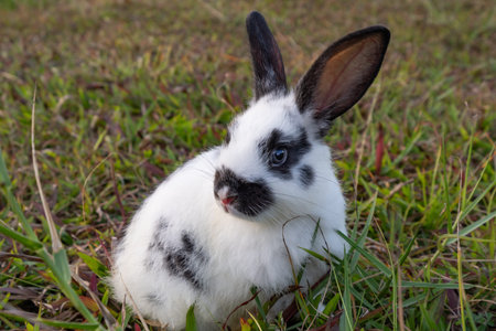 Rabbit Cute little Easter bunny in the meadow, Green grass under the sunset or sunrise light...