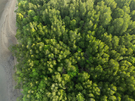 Amazing abundant mangrove forest, Aerial view of forest trees, Rainforest ecosystem and healthy environment background,Texture of green trees forest top down, High angle viewの写真素材