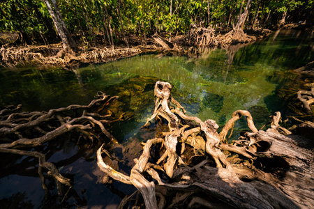 Tropical trees roots in swamp forest and crystal clear water stream canalの写真素材