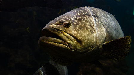 The Giant grouper fish in the andaman seaの写真素材