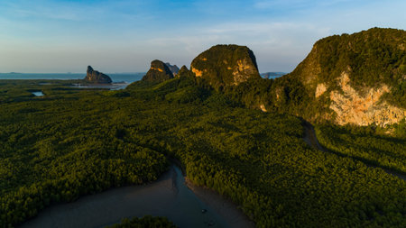 Amazing abundant mangrove forest, Aerial view of forest trees Rainforest ecosystem and healthy...