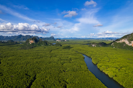 Amazing abundant mangrove forest, Aerial view of forest trees Rainforest ecosystem and healthy...