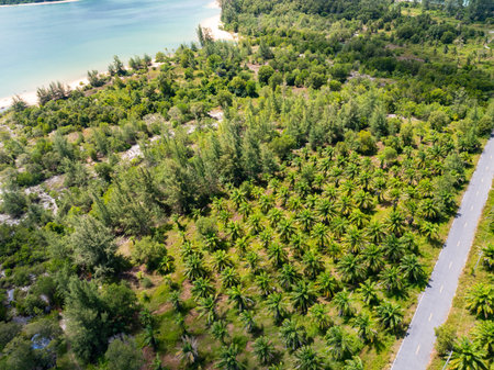 Aerial view of road with Palm trees forest near the sea beach in Thailandの写真素材