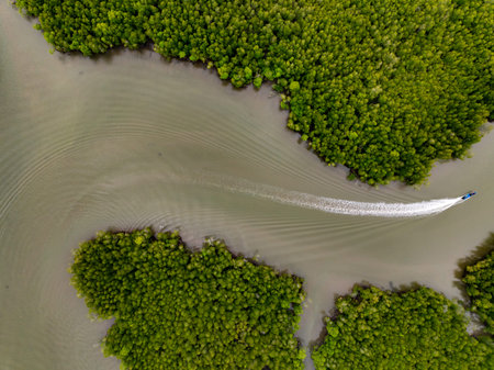 Amazing abundant mangrove forest, Aerial view of forest trees Rainforest ecosystem and healthy...