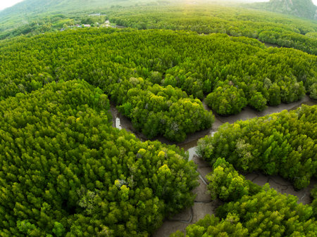 Amazing abundant mangrove forest,Aerial view of forest trees Rainforest ecosystem and healthy environment background,Texture of green trees forest top down,High angle view trees backgroundの写真素材