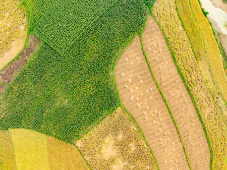 Drone shot, aerial view of a Corn field in northern Vietnam,Top view of the corn fields plantation