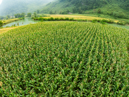 Drone shot, aerial view of a Corn field in northern Vietnam,Top view of the corn fields plantationの写真素材